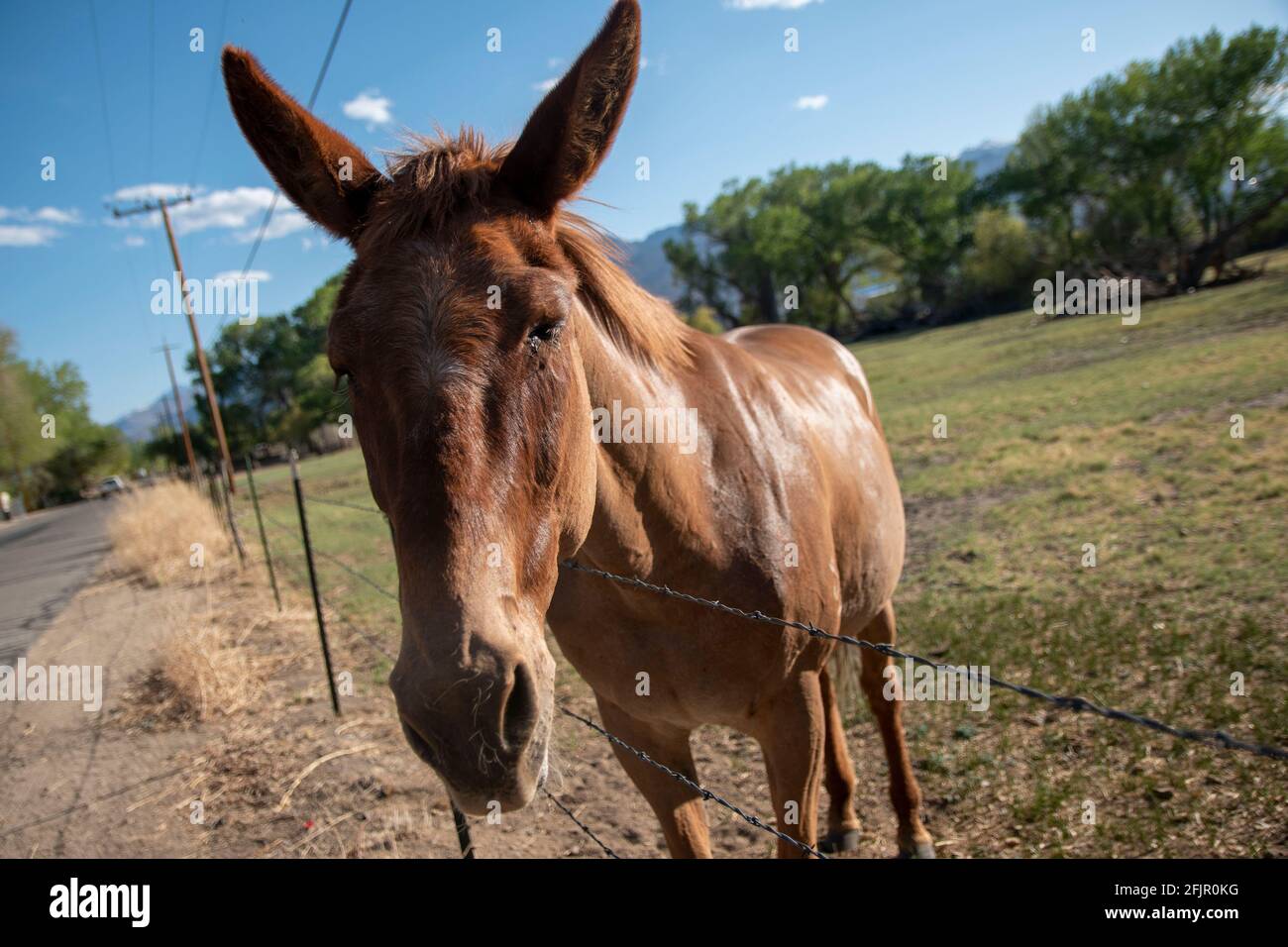 Diese Pferde essen gerne Äpfel von einer Frau aus Bishop, Inyo County, CA, USA. Stockfoto