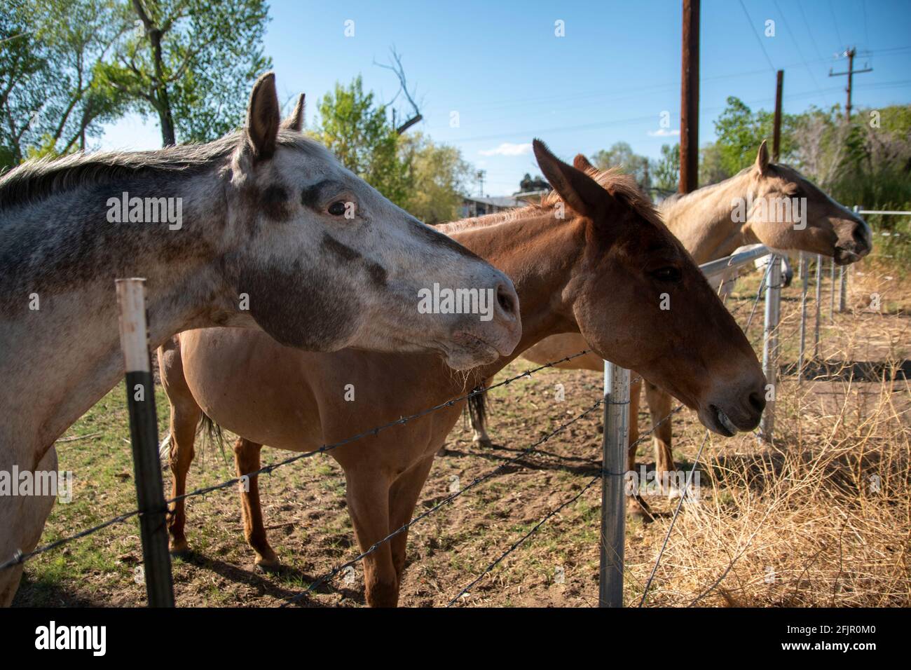 Diese Pferde essen gerne Äpfel von einer Frau aus Bishop, Inyo County, CA,  USA Stockfotografie - Alamy