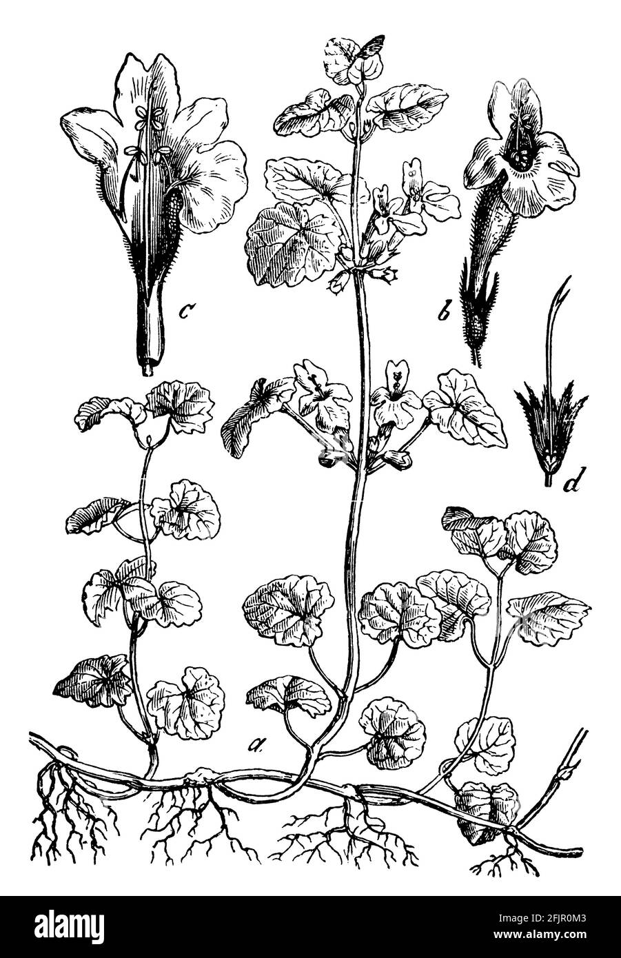 Bodenefeu / Glechoma hederacea / Gundermann (Botanikbuch, 1898  Stockfotografie - Alamy