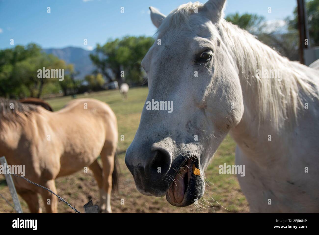 Diese Pferde essen gerne Äpfel von einer Frau aus Bishop, Inyo County, CA, USA. Stockfoto