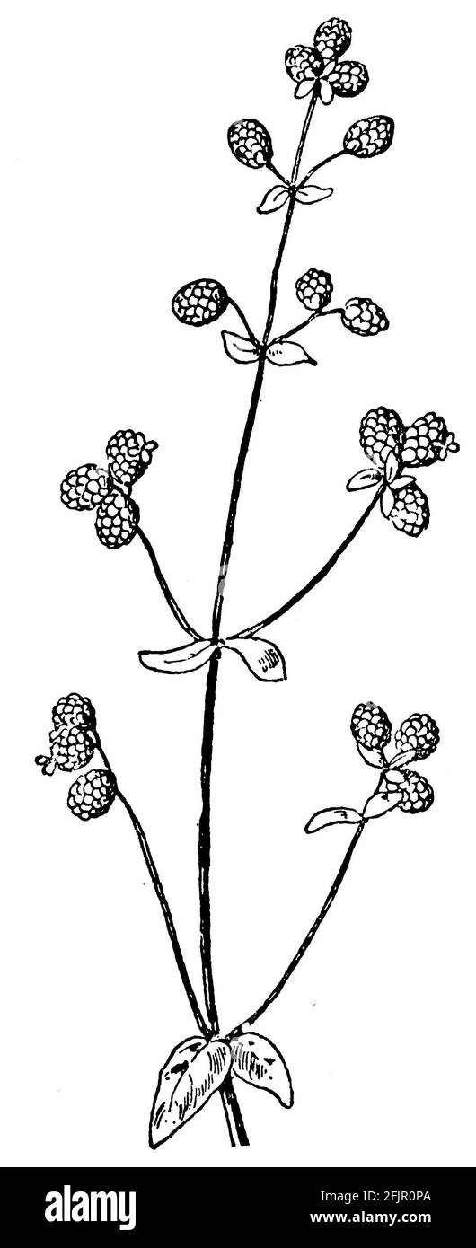 Majoran / Origanum majorana / Majoran (Gartenbuch, 1921) Stockfoto