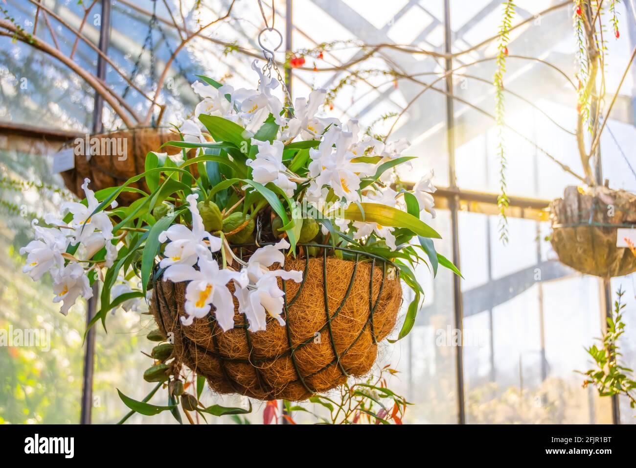 Weiße Coelogyne-Orchidee in einem hängenden Kokosnusstopf im Gewächshaus eines subtropischen Gartens Stockfoto