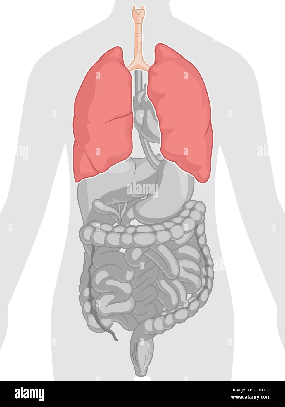 Menschliche Innere Organe Anatomie Lunge Körperteil Cartoon Vektorzeichnung Stock Vektor
