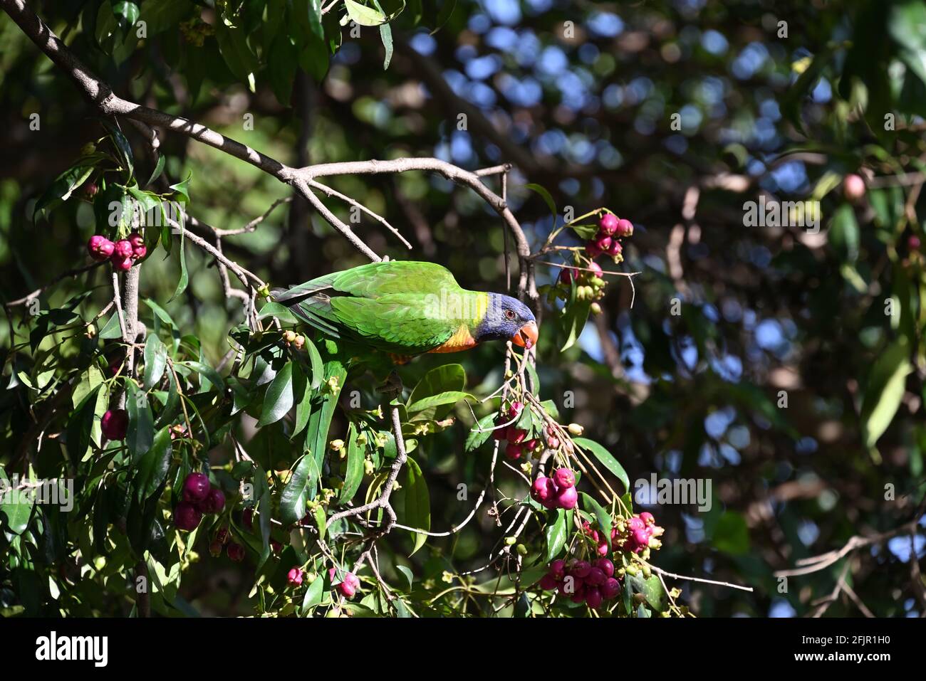 Ein sonnenbeschienenen Regenbogenlorikeet, dessen Oberseite sichtbar ist, ergreift einen Ast, während er eine Beere frisst Stockfoto