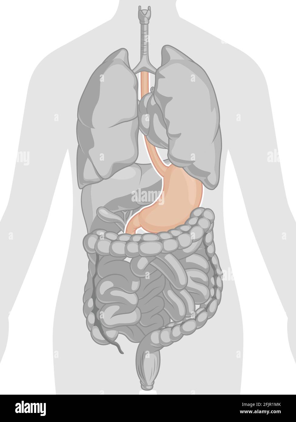 Menschliches Inneres Organ Magen Anatomie Körperteil Cartoon Vektor Zeichnung Stock Vektor