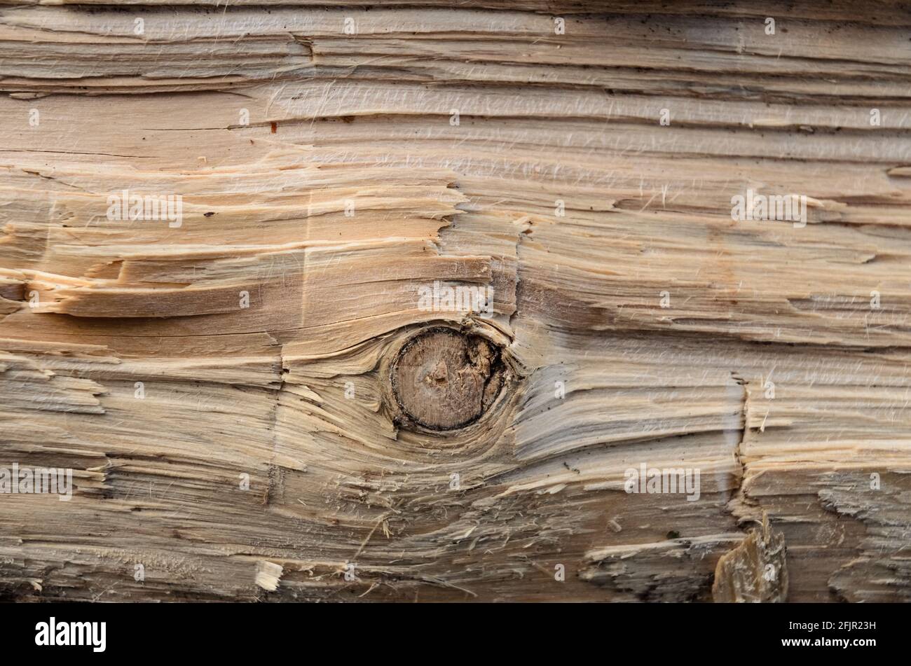 Natürlicher Holzhintergrund mit Details einer frisch geschnittenen Baumoberfläche, Nahaufnahme Stockfoto