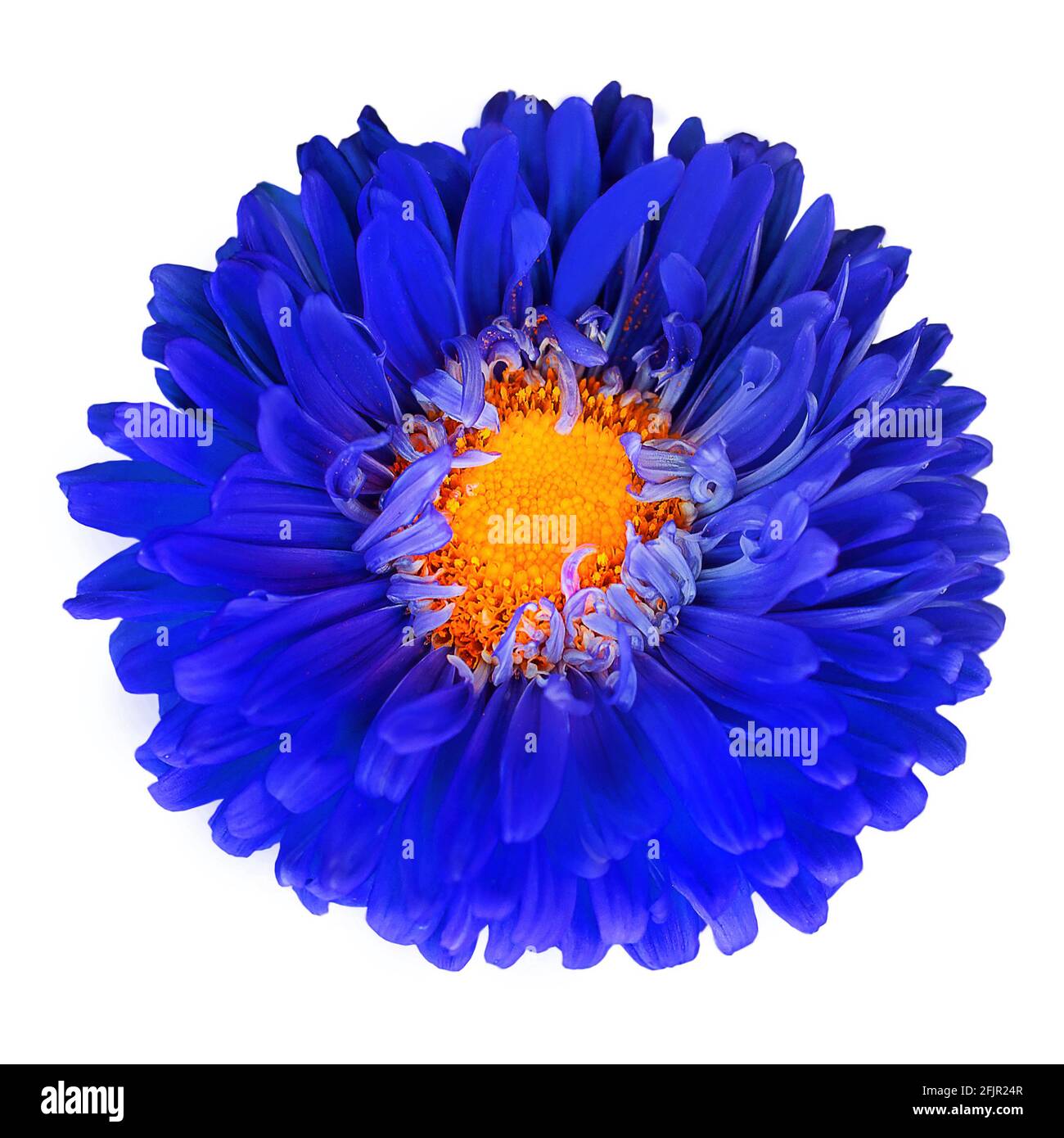 Leuchtend blaue dekorative Blume auf weißem Hintergrund isoliert. Sommerblume. Makro. Draufsicht Stockfoto