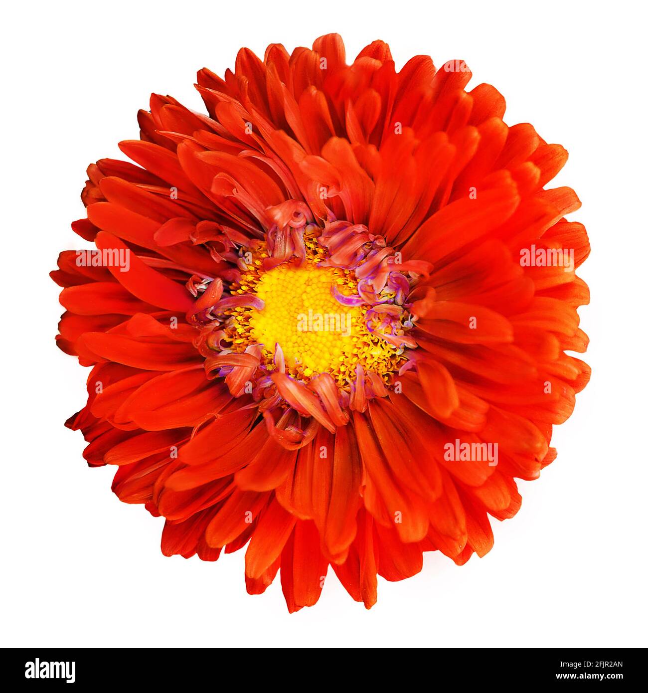 Leuchtend rote dekorative Blume auf weißem Hintergrund isoliert. Sommerblume. Makro. Draufsicht Stockfoto