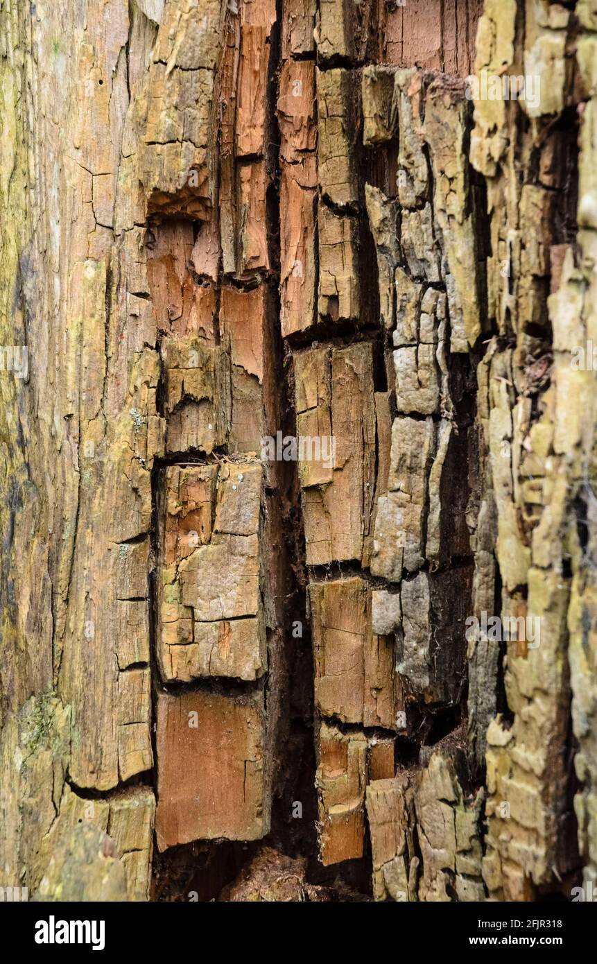 Natürlicher Holzhintergrund mit verbrannten Strukturdetails des Inneren eines alten Baumstamms, Nahaufnahme Stockfoto