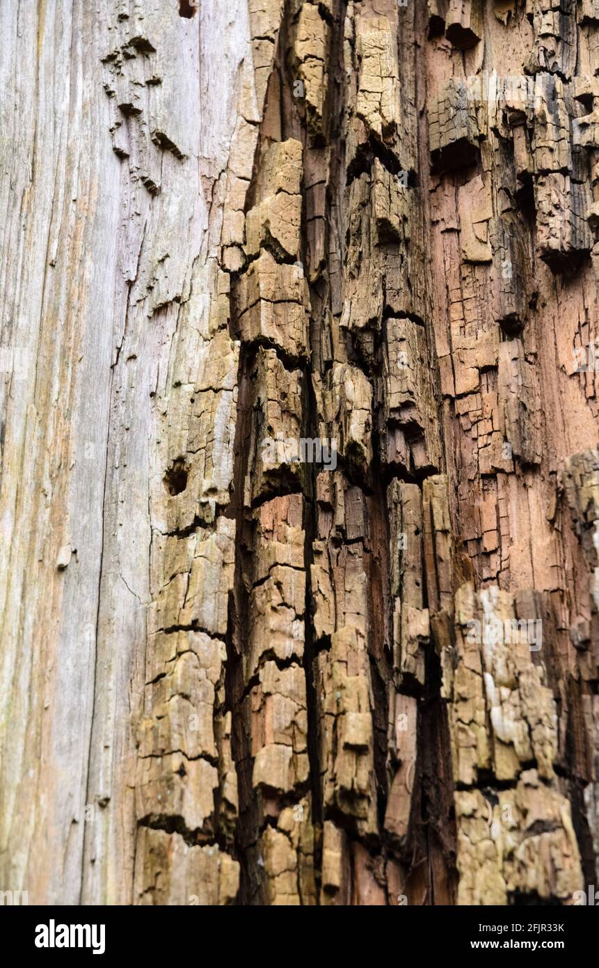 Natürlicher Holzhintergrund mit verbrannten Strukturdetails des Inneren eines alten Baumstamms, Nahaufnahme Stockfoto