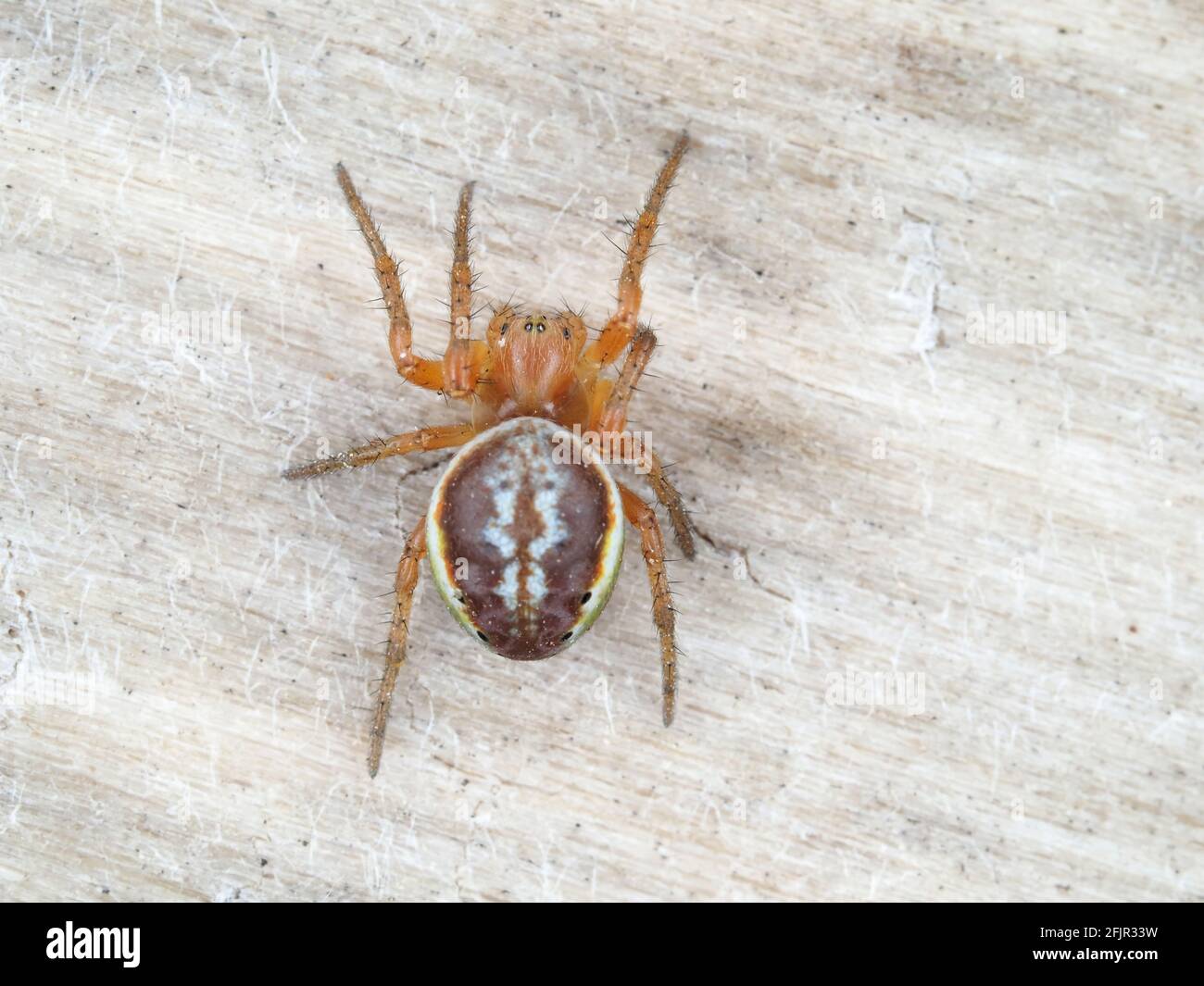 Araniella displicata, die sechskellige Orbweberin - Spinnen-Makrofotografie Stockfoto