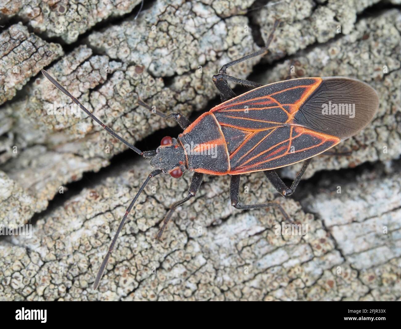 Westlicher Buchselderwanze (Boisea rubrolineata, syn. Leptocoris rubrolineata) - Insektenmakro Stockfoto