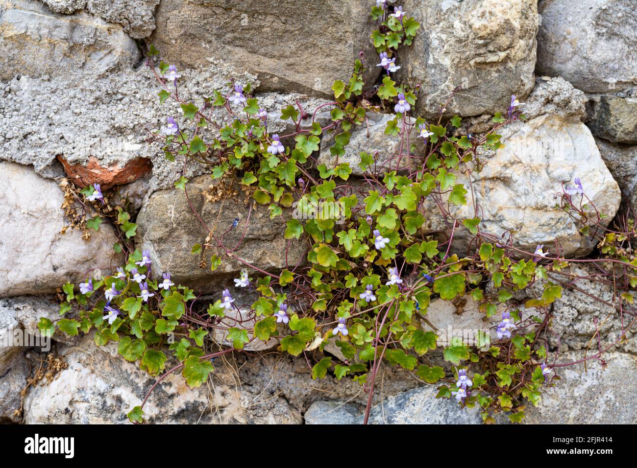 Kenilworth Efeu, Cymbalaria muralis. Wilde Kletterpflanze an einer alten Wand Stockfoto