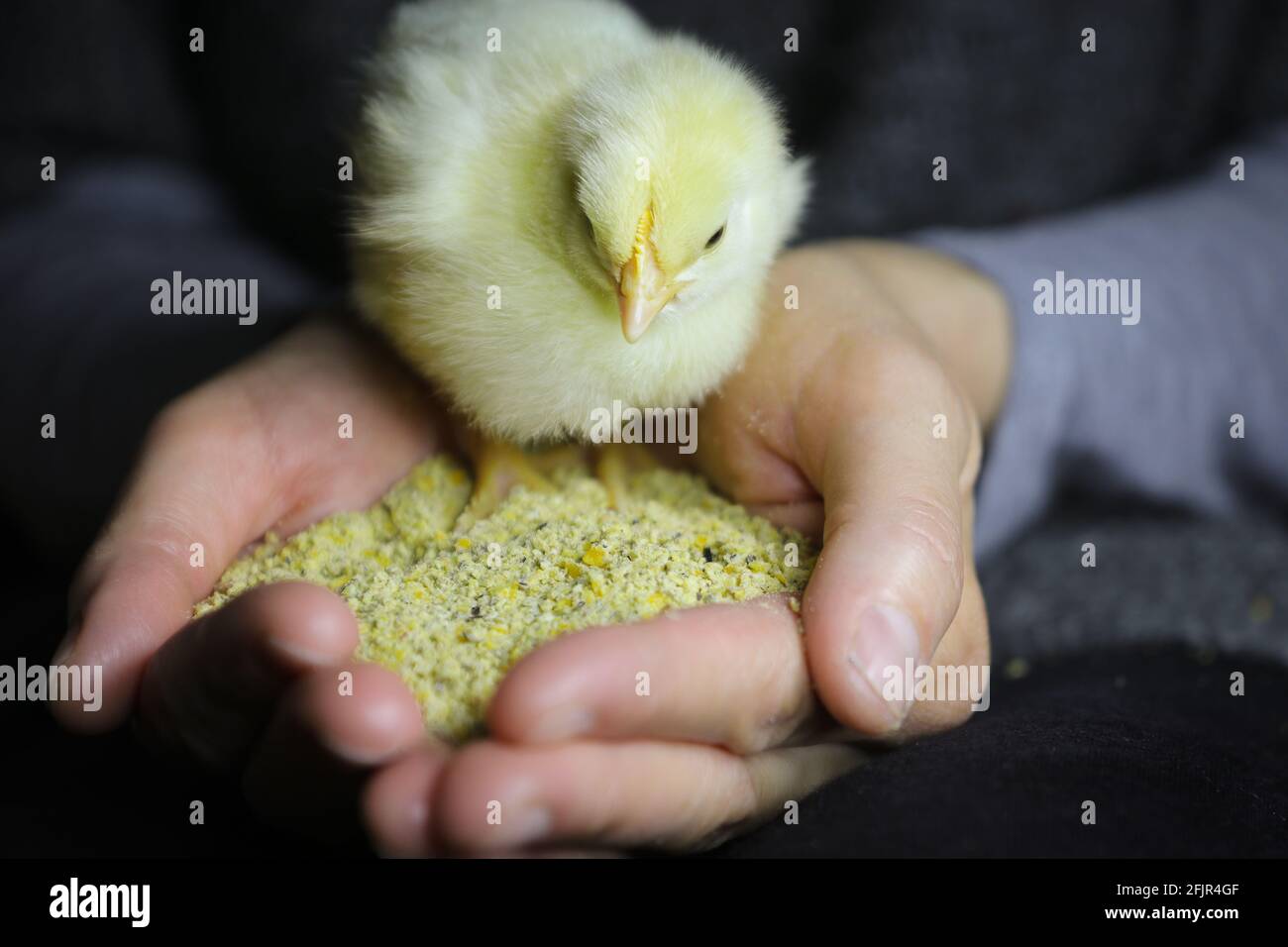 Liebenswert neugeborenes Baby Küken steht in menschlichen Händen voll von Hühnerfutter. Stockfoto