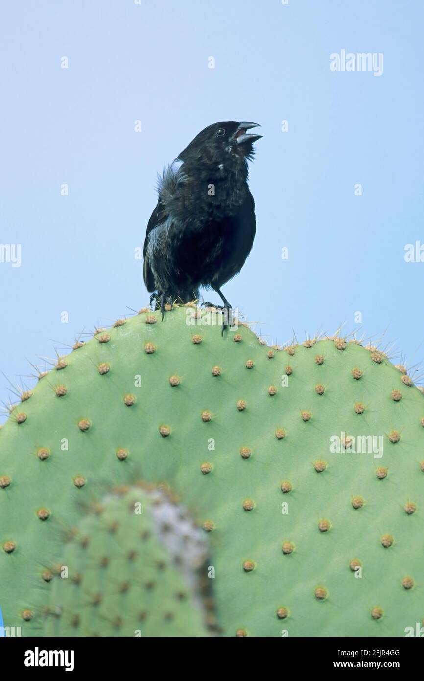 Kleiner Bodenfink auf Opuntia Cactus Geospiza fuliginosa einer der Darwins Finchen South Plaza Island Galapagos BI015060 Stockfoto