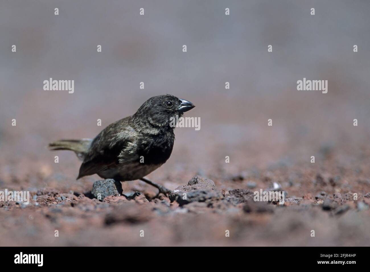 Mittelgroßer Finch Geospiza fortis einer von Darwins Finches Santa Cruz Island Galapagos BI015063 Stockfoto