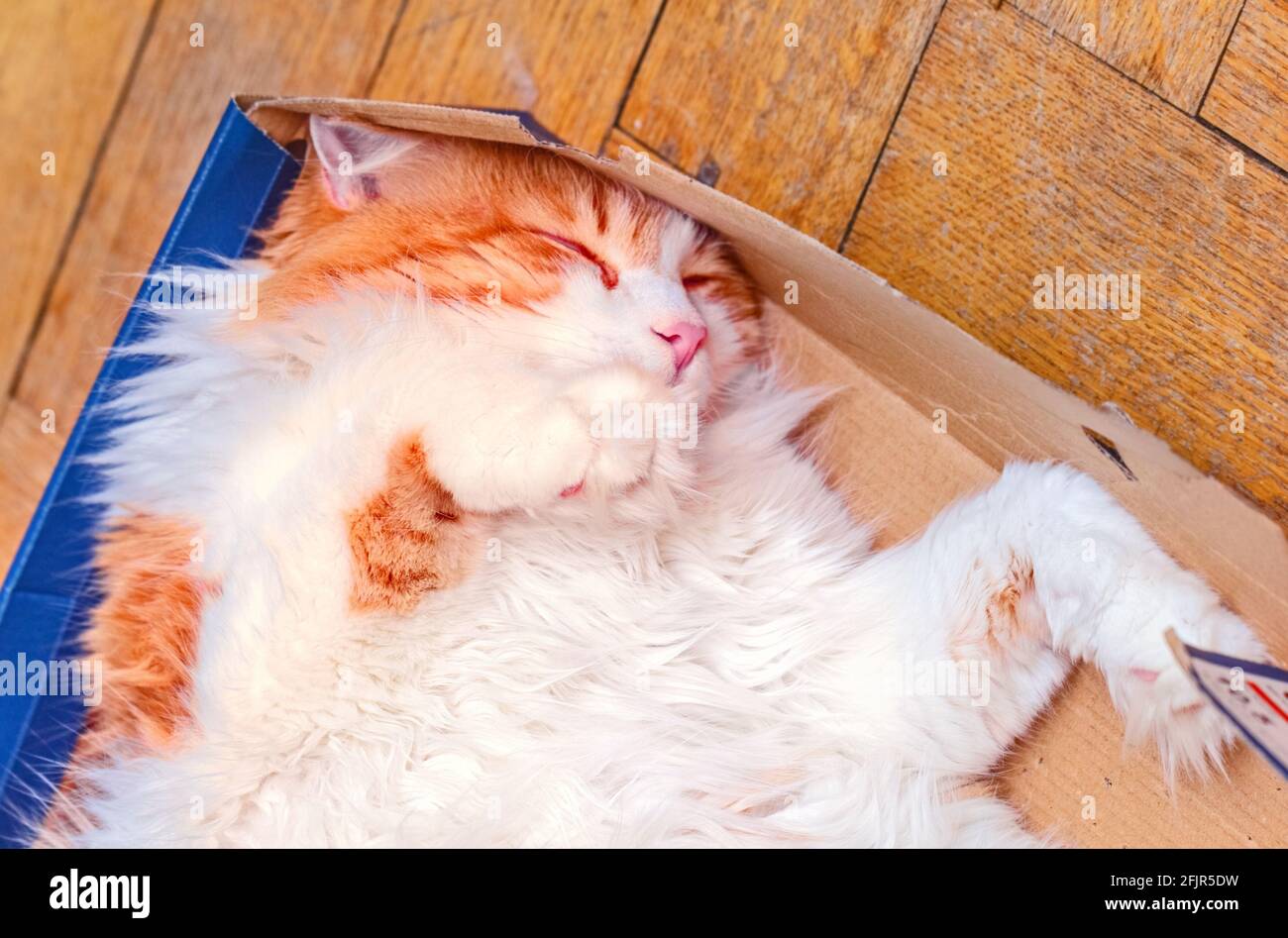 Erwachsene rote Katze schläft in der Box auf dem heimischen Parkettboden Stockfoto