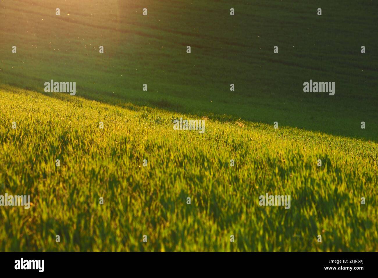 Frühlingsgrün in Mähren in Zentral-Europ Stockfoto