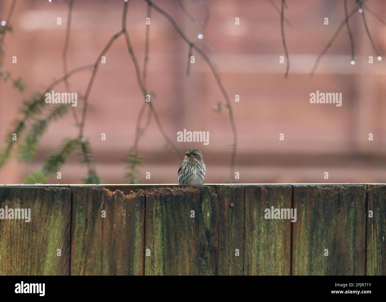 Kleiner wilder Sperling, der auf einem Holzzaun sitzt Stockfoto