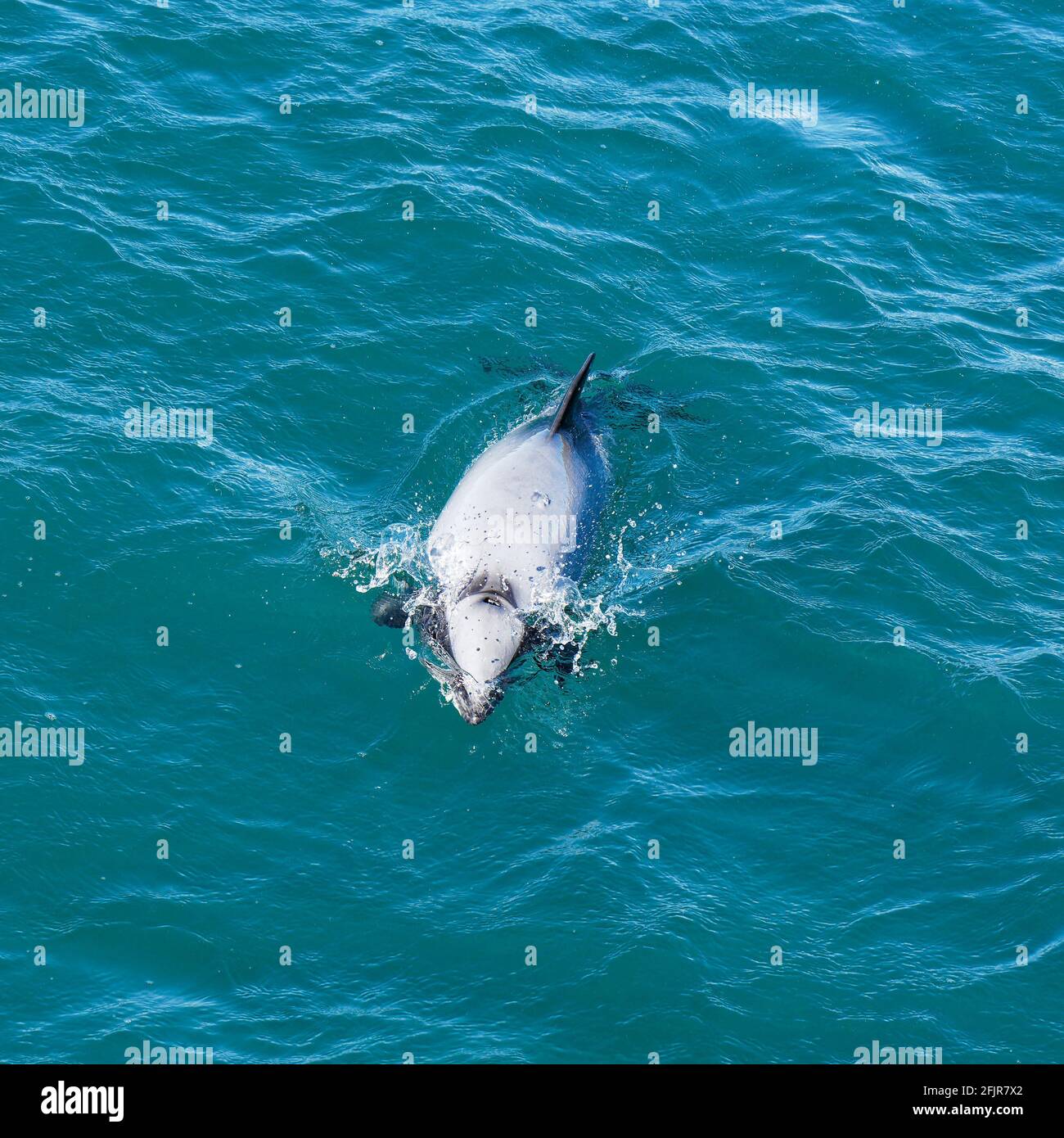 Tyrannen dolphin, gefährdete Delfin, Neuseeland. Cetacean endemisch in Neuseeland Stockfoto