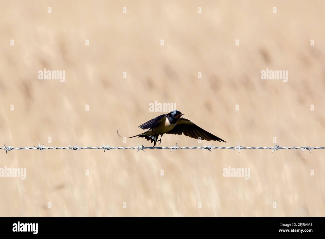 Eine Schwalbe, die aus einem Stacheldrahtzaun flieht Stockfoto