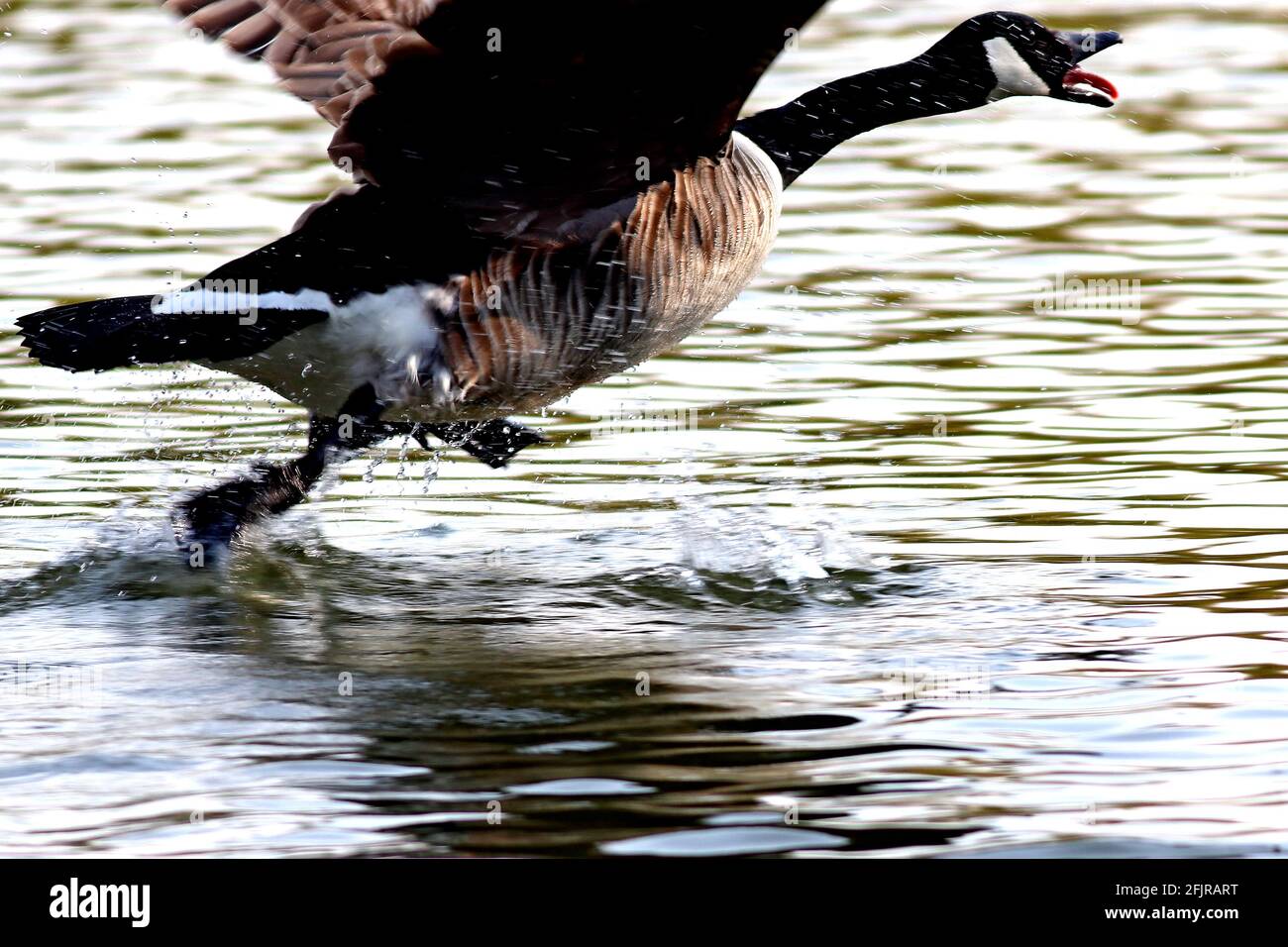 Kanadagans Branta canadensis Stockfoto