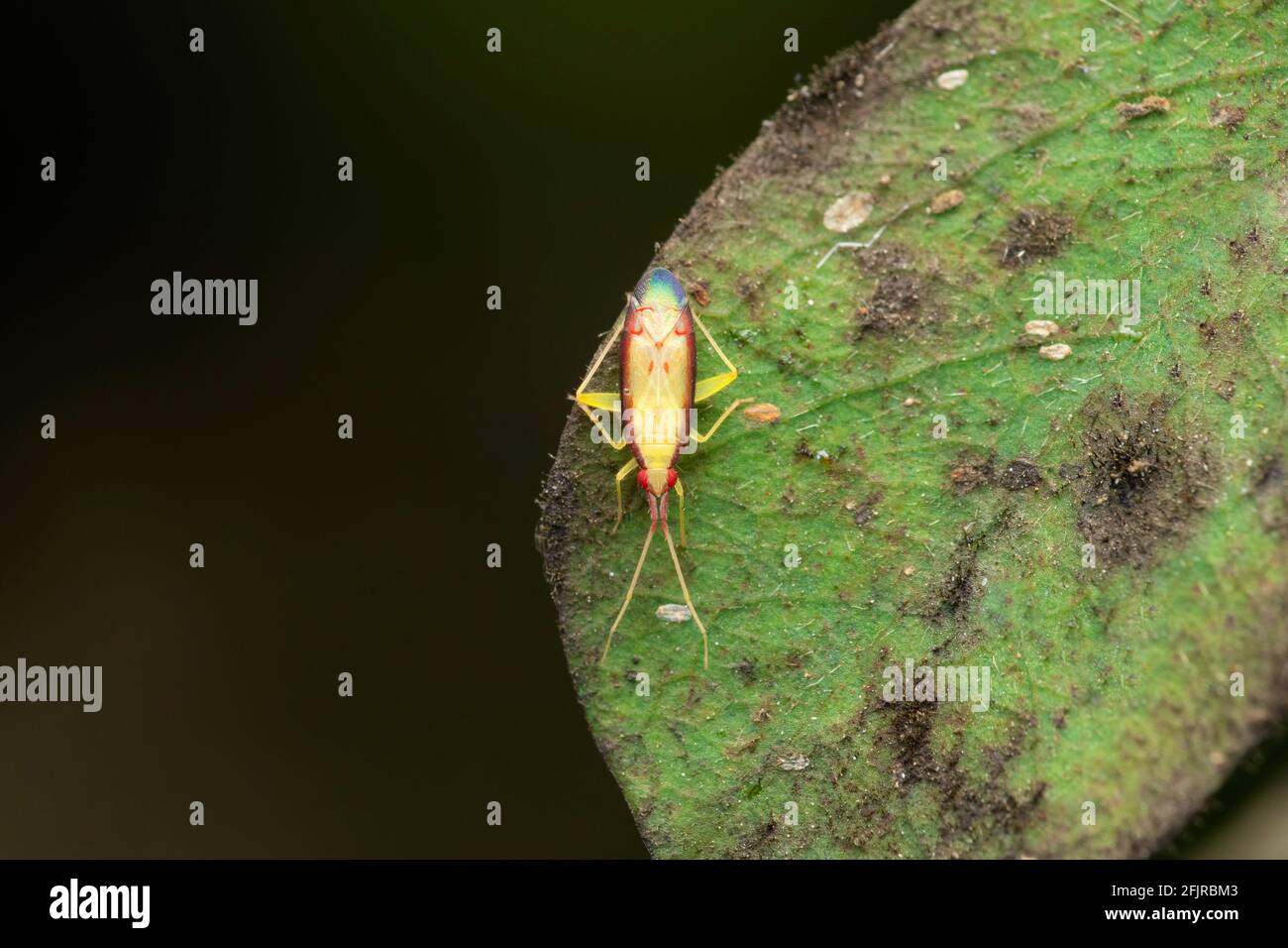 Pflanzenwanzen, Rhabdomiris striatellus, Satara, Maharashtra, Indien Stockfoto