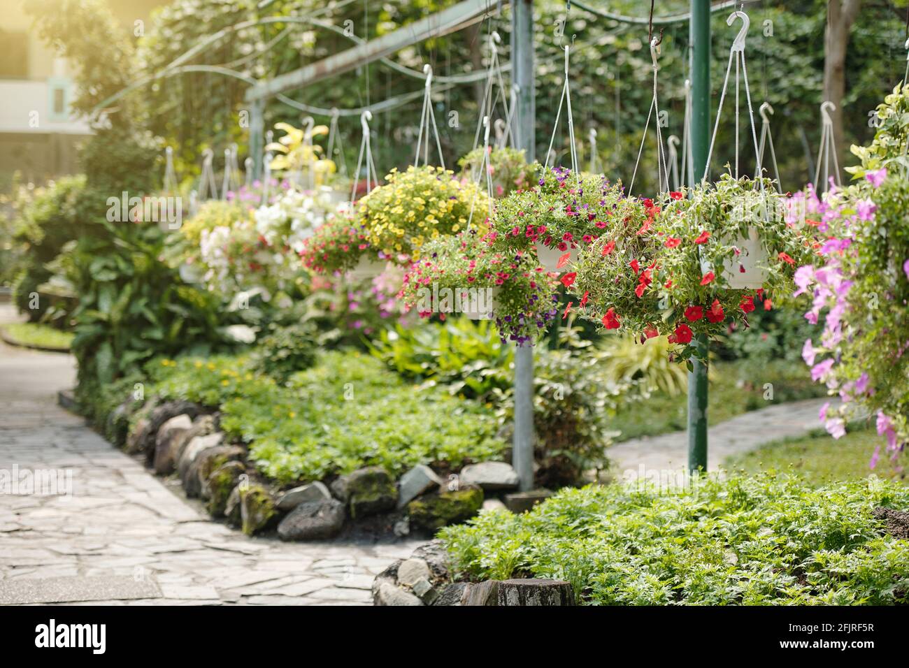 Gelbe, rosa und violette Petunien blühen in hängenden Töpfen im Gewächshaus oder öffentlichen Park Stockfoto