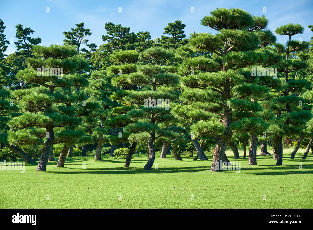 Der Blick auf die japanischen Black Pines (Pinus thunbergii), die auf dem hellgrünen Rasenbereich des Kokyo Gaien National Garden gepflanzt wurden. Tokio. Japan Stockfoto