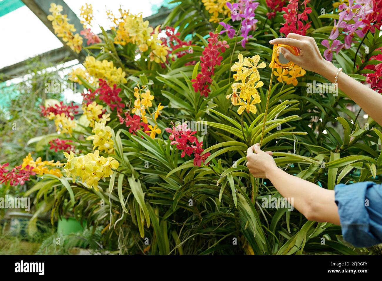 Hände von weiblichen Gewächshaus Arbeiter Messung der Stammlänge von schön Blühende tropische Blume Stockfoto