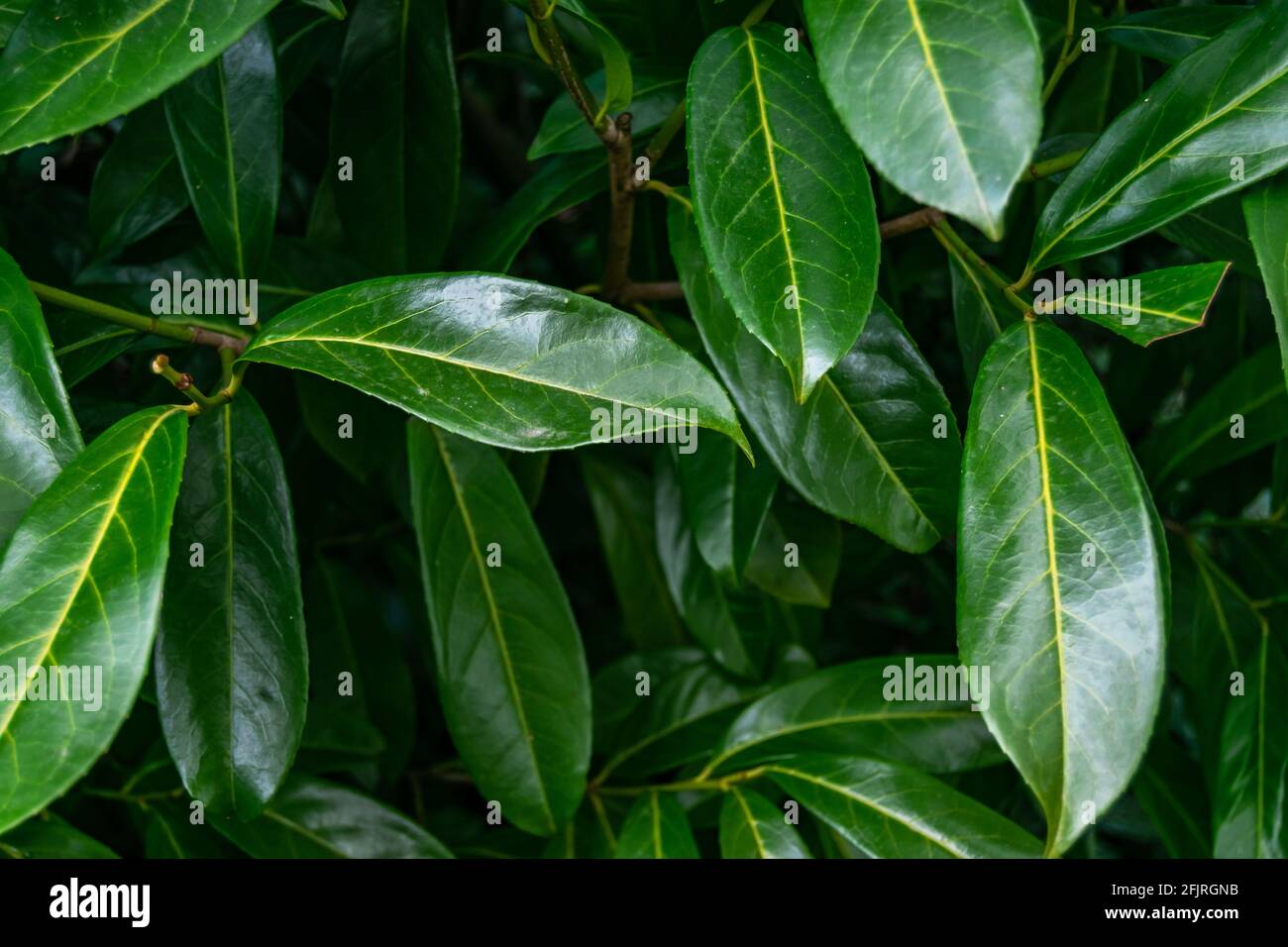 Kirsche Lorbeer Pflanze mit grünen öligen Blättern, prunus laurocerasus Pflanze im Frühling. Ideal für Hintergrund oder Hintergrund mit Kopierplatz. Stockfoto