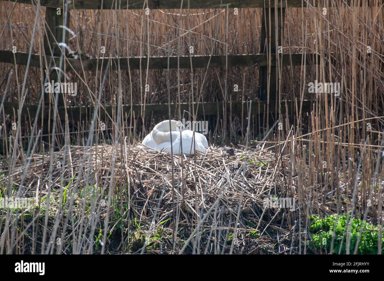 Rund um Großbritannien - EIN Schwan, der auf der Kanalseite gegenüber dem Treidelpfad auf dem Leeds-Liverpool-Kanal in Wheelton, in der Nähe von Chorley, Lancashire, Großbritannien, brütet Stockfoto