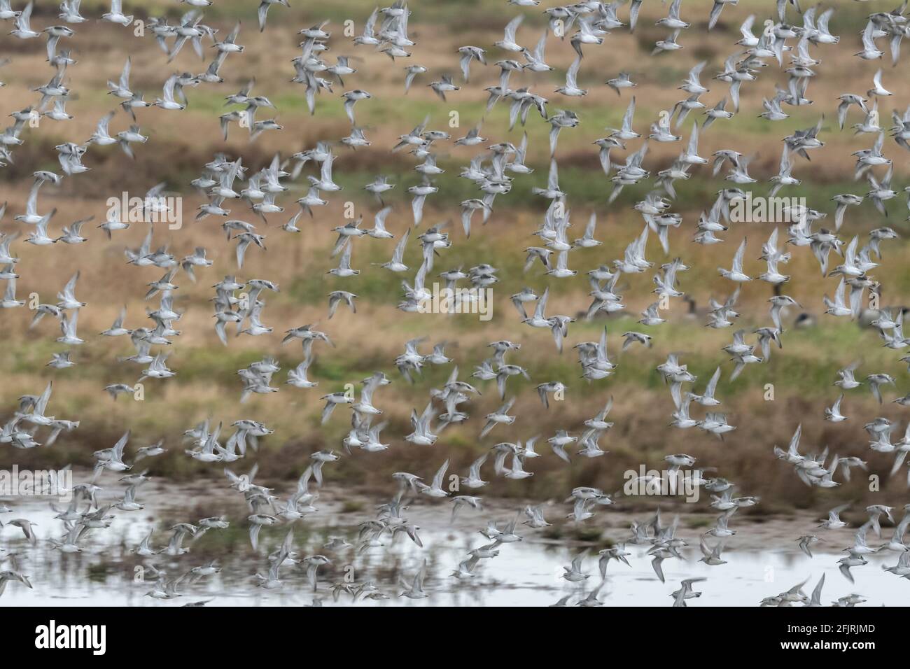 Roter Knoten im Flug über Sumpfland Stockfoto