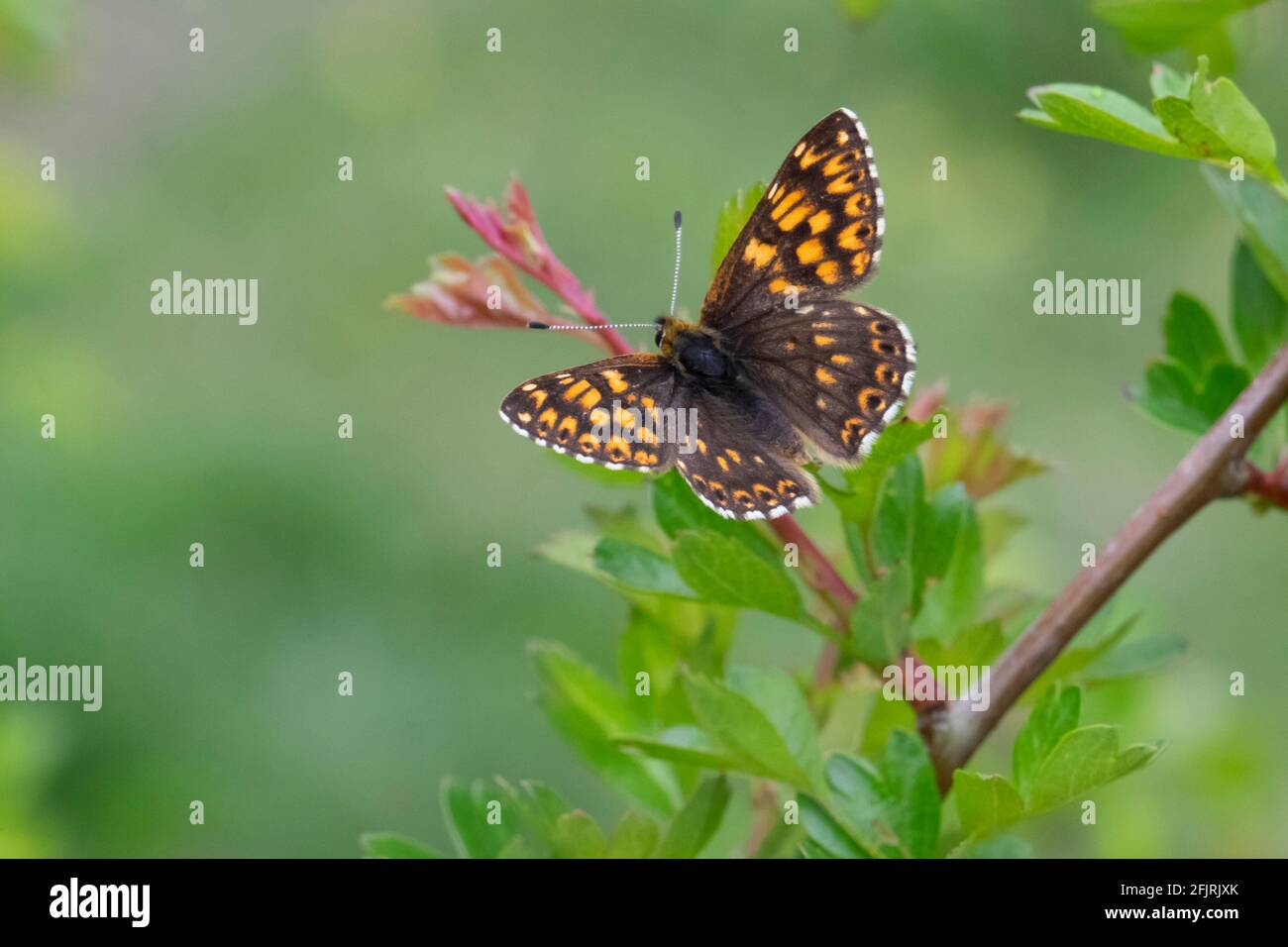 Herzog von Burgund mit ausgebreiteten Flügeln Stockfoto