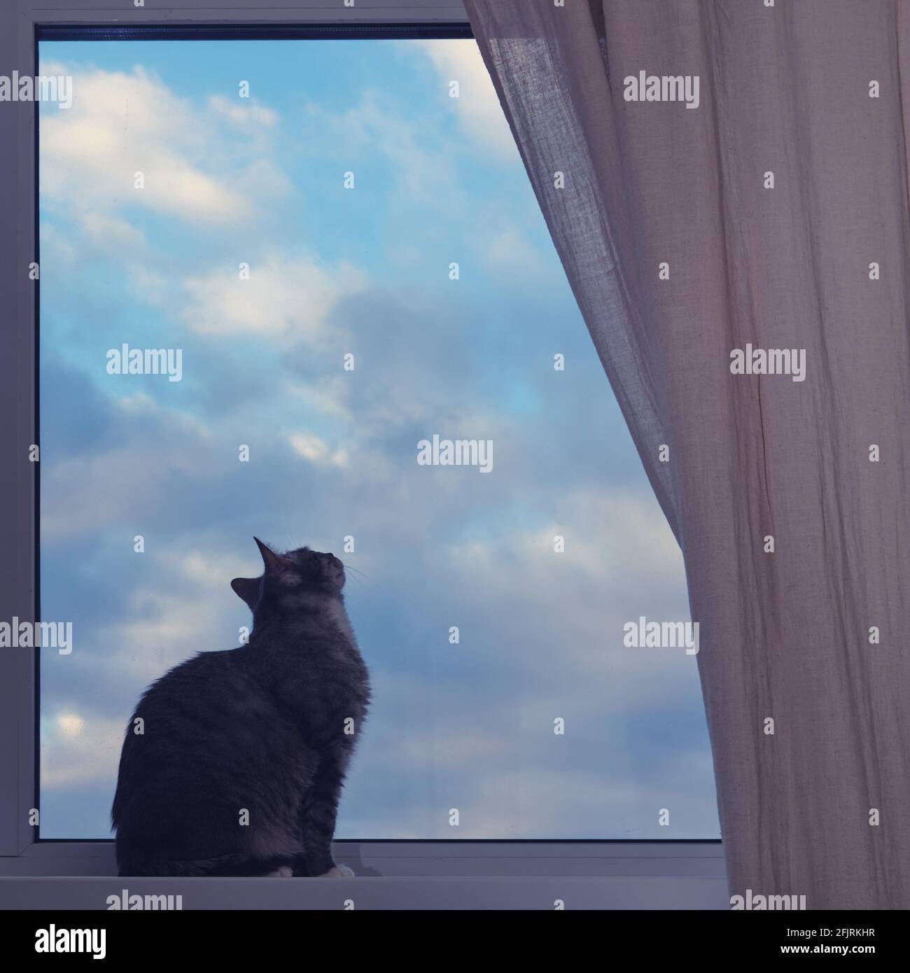 Die Katze sitzt am Fenster, die Wolken fliegen Am blauen Himmel  Stockfotografie - Alamy