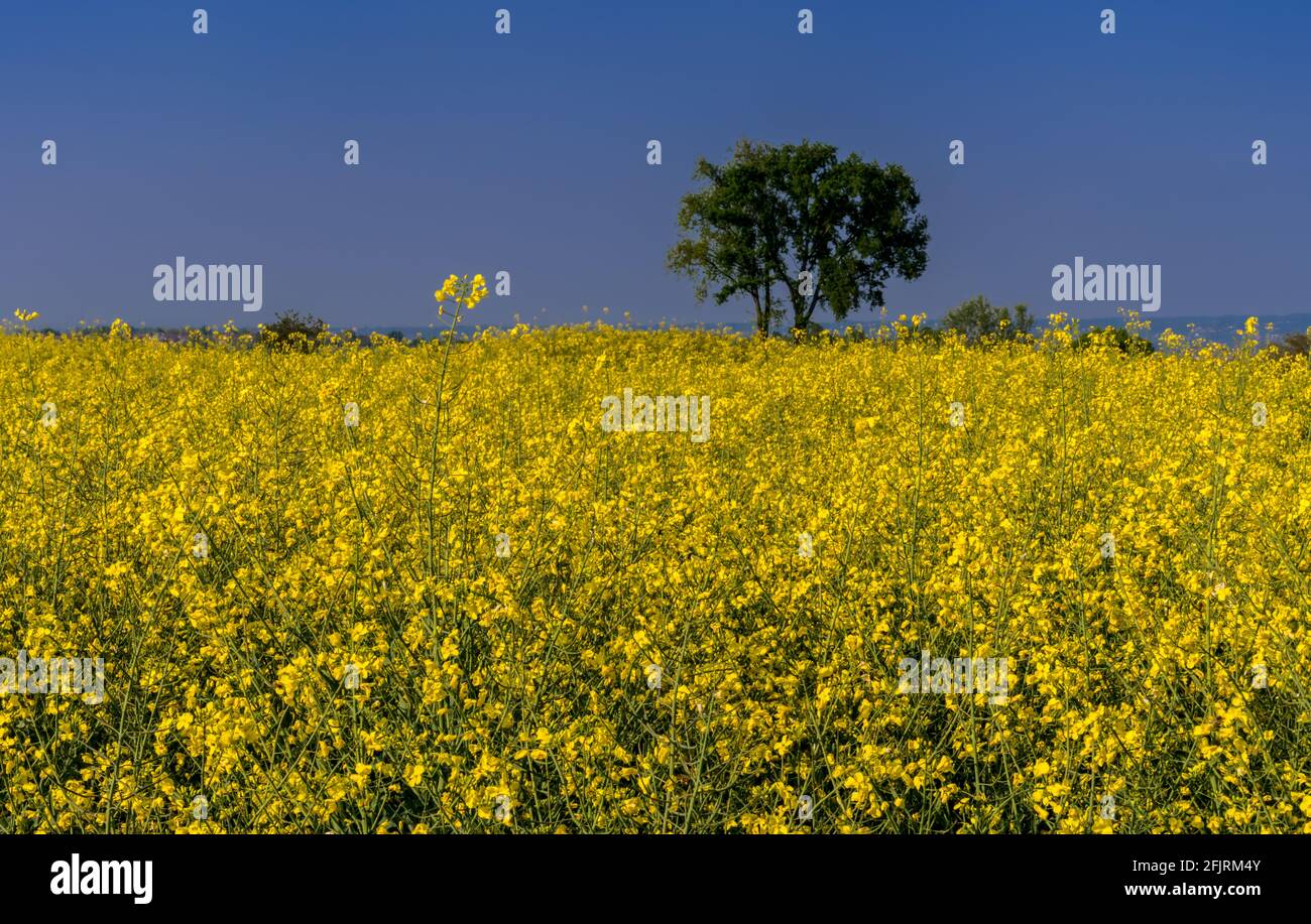 Feld von Raps, Raps oder Cola, frühlingshaft gelb blühendes Feld auf blu Himmel in Piemont, Italien Stockfoto