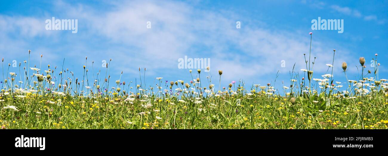 Wildblumen in einer Wiese und blauem Himmel. Panorama Sommer Hintergrund Stockfoto