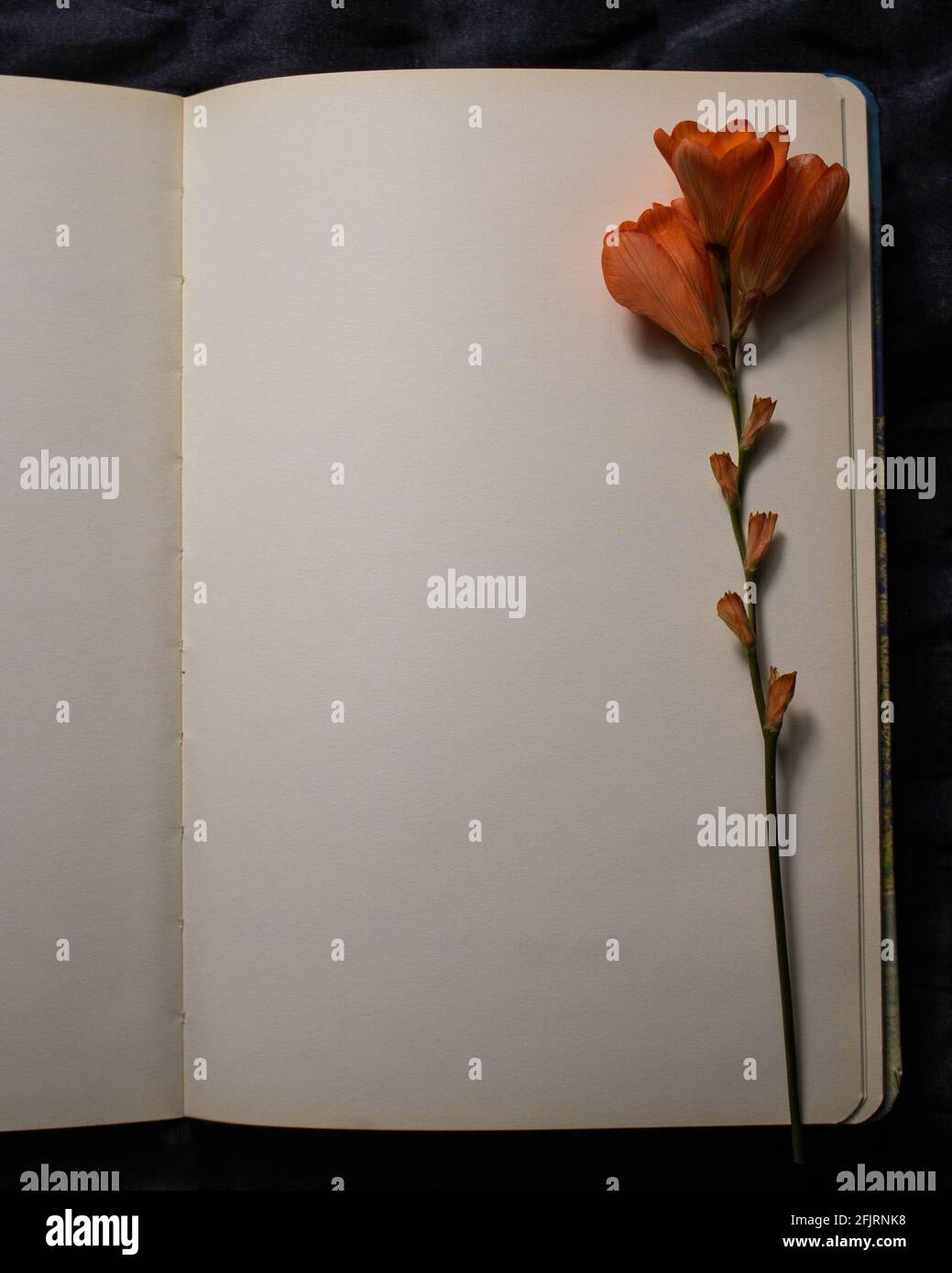Draufsicht auf leere leere leere Seite eines offenen Notizbuchs mit oranger Freesia-Blume vor einem schwarzen strukturierten Hintergrund. Leerer Raum für Text. Nostalgie-Konzept Stockfoto