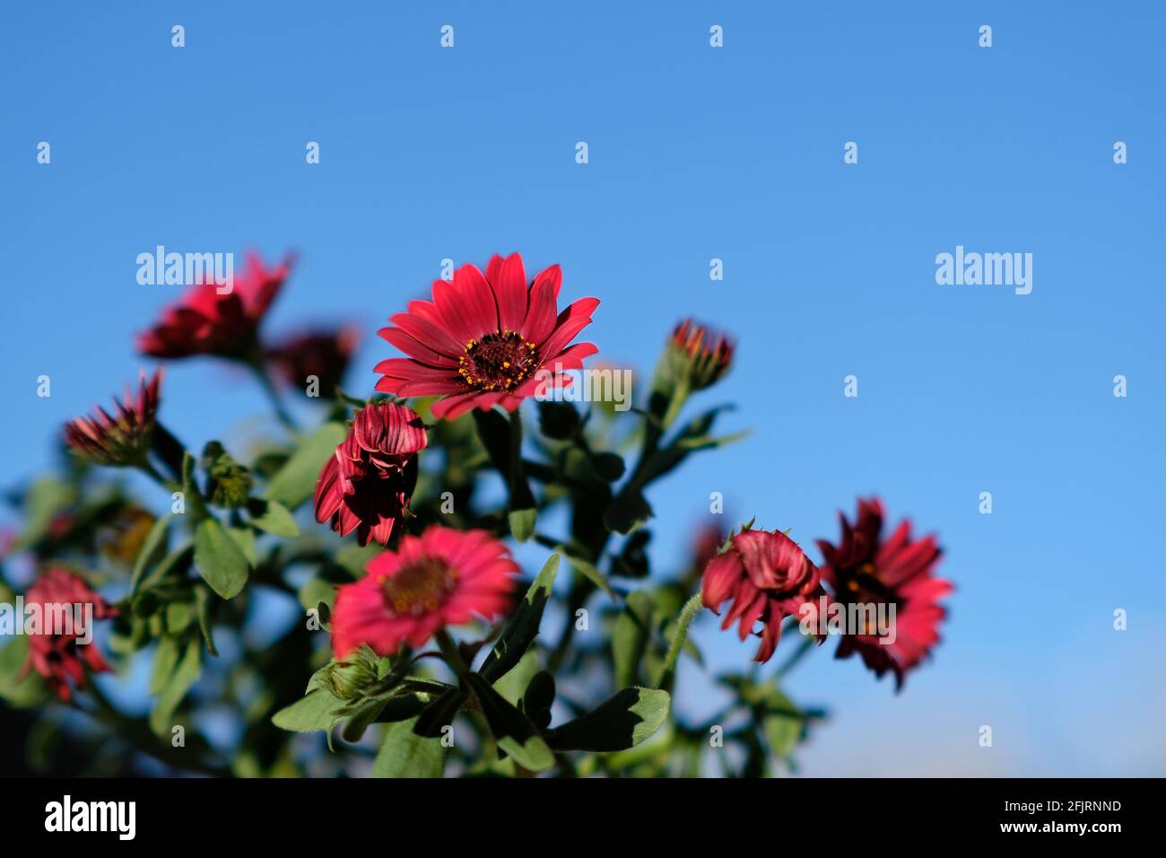 Nahaufnahme von schönen roten Frühlingsblumen mit einem blauen Himmel im Hintergrund Stockfoto