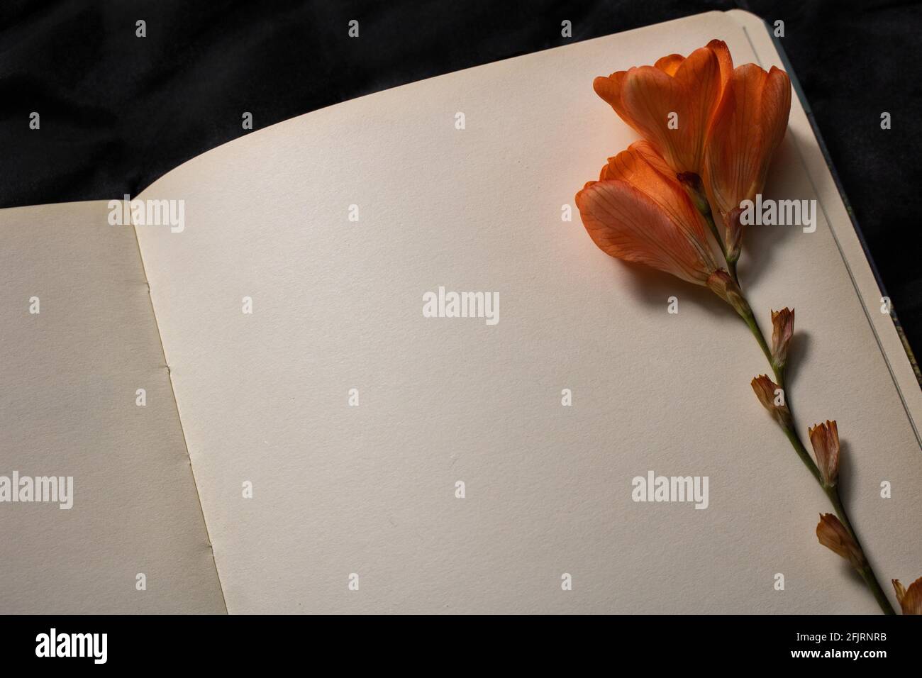 Nahaufnahme einer orangefarbenen Freesia-Blume, die auf einer leeren Seite des Notizbuchs auf einem schwarzen Hintergrund liegt. Leerer Raum für Text. Konzept von Nostalgie, Traurigkeit Stockfoto