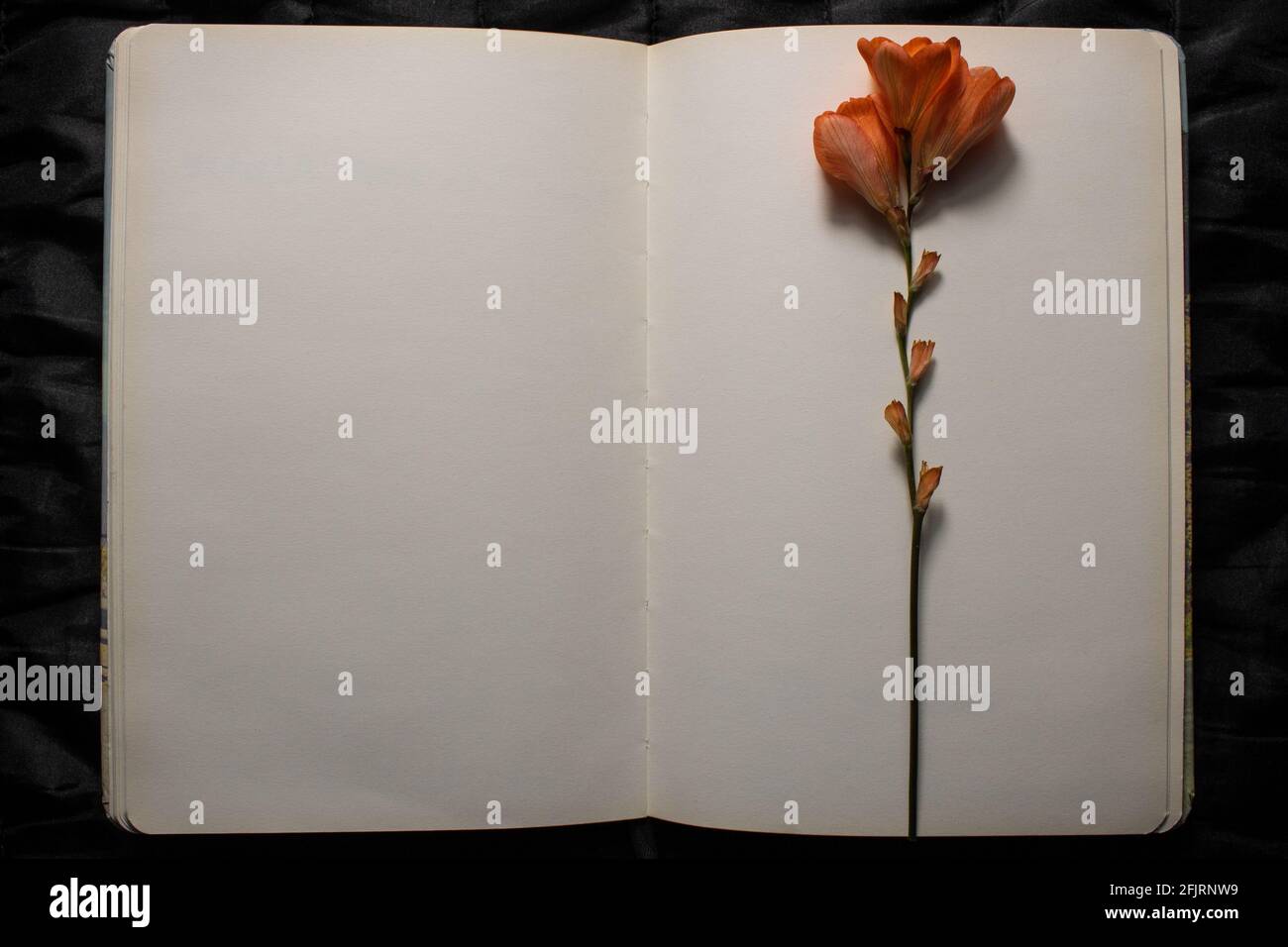Draufsicht auf ein offenes Buch mit orangefarbener Freesia-Blume, die auf leeren leeren Seiten auf einem schwarzen strukturierten Hintergrund liegt. Leerer Raum für Text Stockfoto