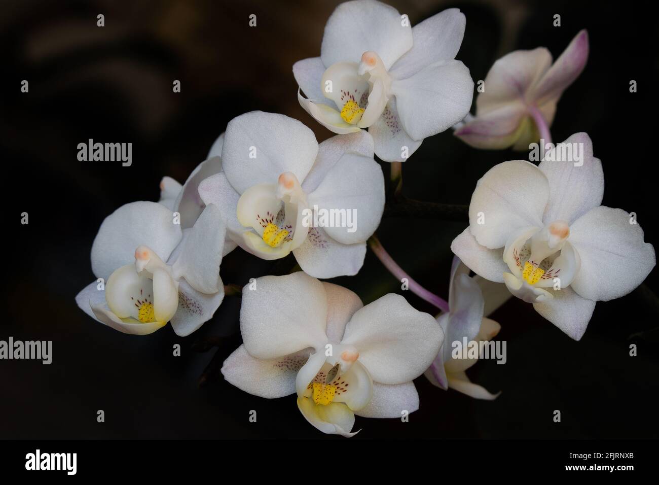 Nahaufnahme von weißen Blüten der Mottenorchidee oder Phalaenopsis, die zusammen wachsen Vor einem dunklen, unscharfen Hintergrund Stockfoto