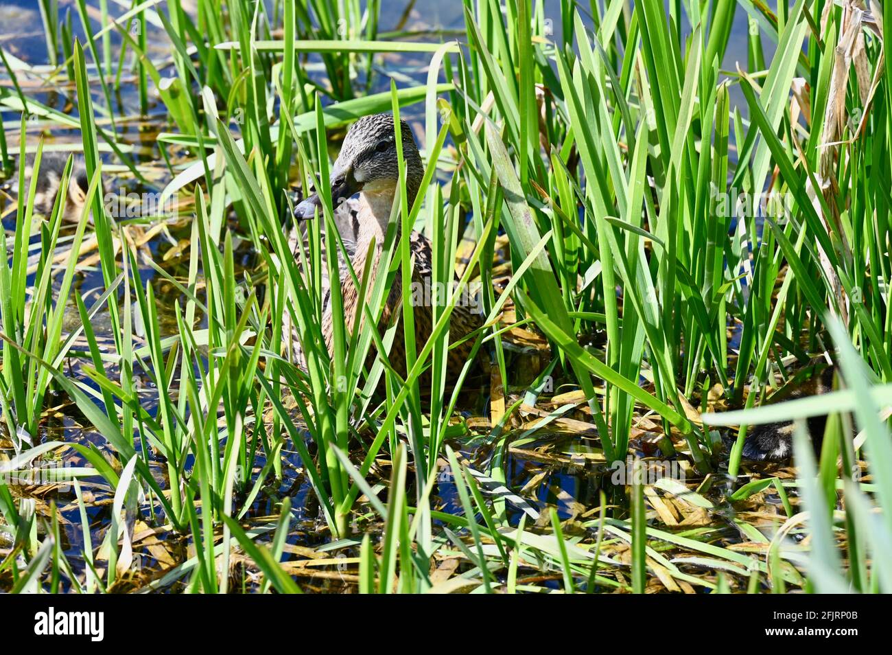 Mallard Duck ( Anas platrhynchos ) mit in den Rushes versteckten Gänsen, River Cray, Foots Cray Meadows, Sidcup, Kent. VEREINIGTES KÖNIGREICH Stockfoto