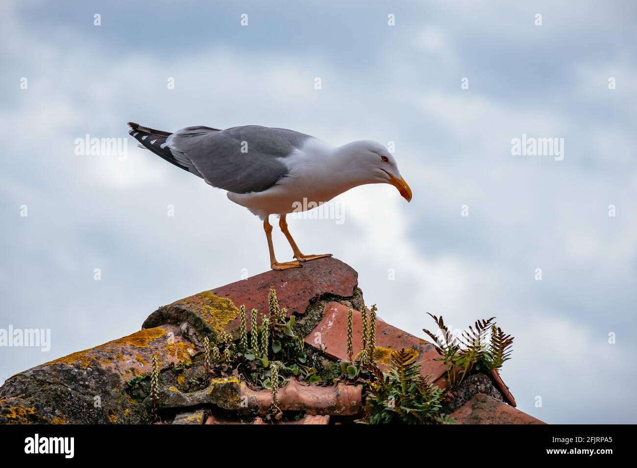 Nahaufnahme der Möwe in Porto - weicher Hintergrund, geringe Schärfentiefe Stockfoto