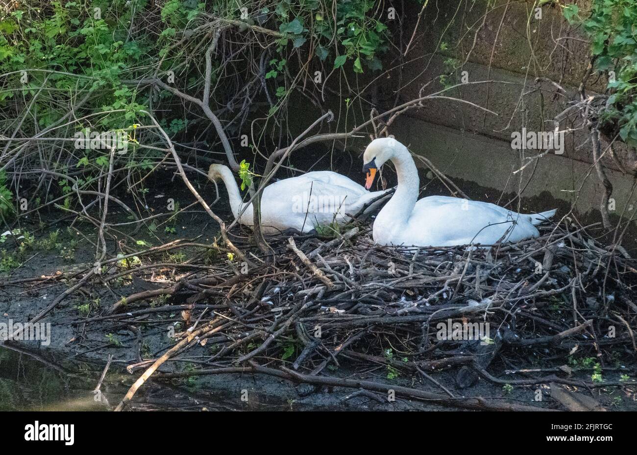 Paar brütende Schwäne an einem Fluss auf einem Nest Aus Holz gebaut Stockfoto