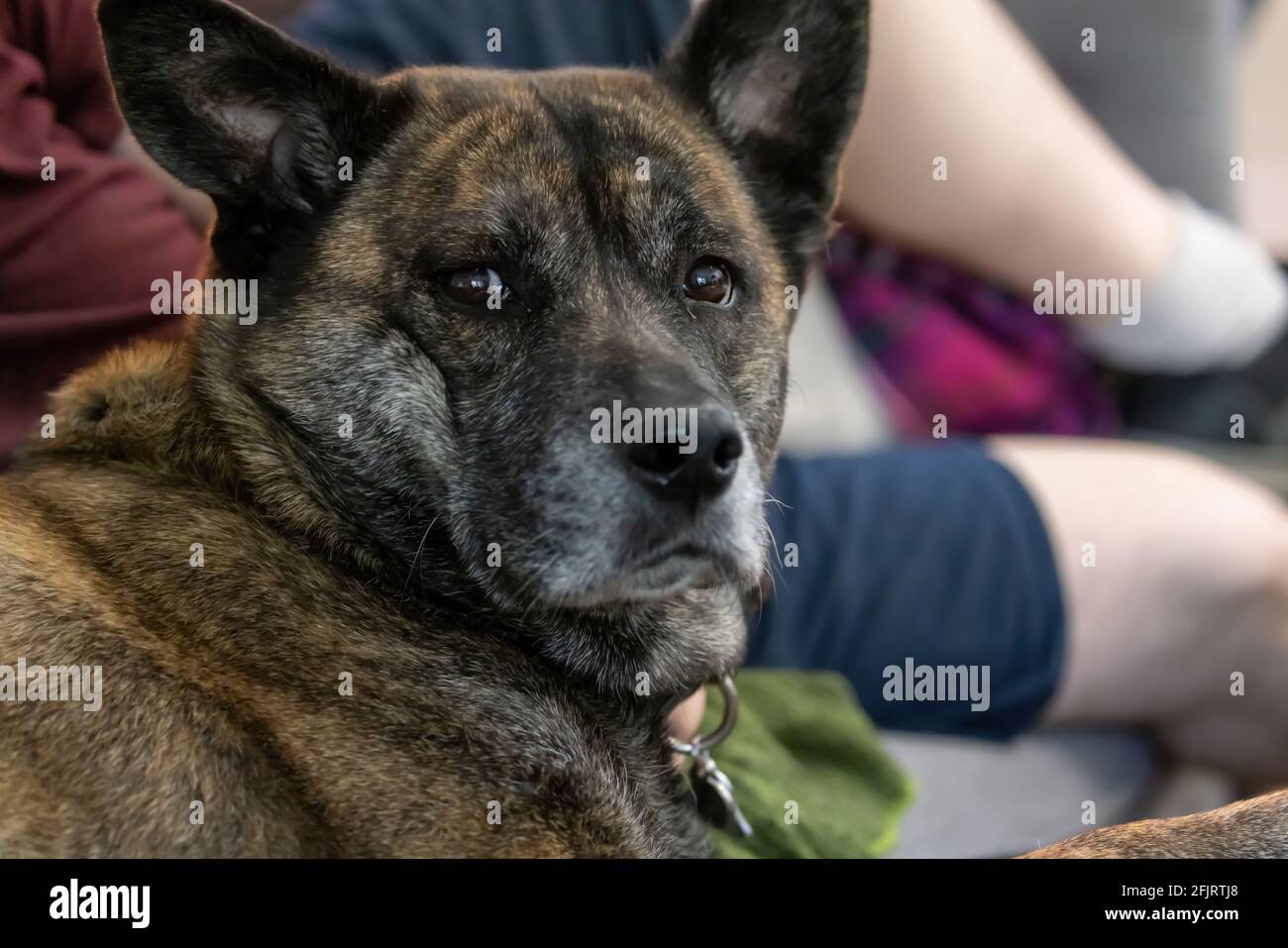 Husky-Mischung für Erwachsene, die auf einer Couch liegt Stockfoto
