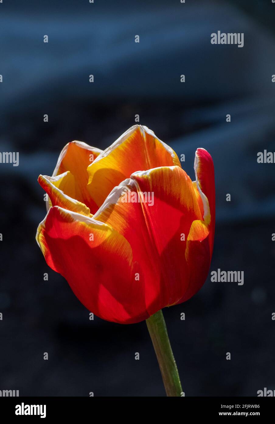 Makrobilder einer Tulpe im englischen Frühling, rote Blütenblätter mit gelben Spitzen, enge Schärfentiefe. Stockfoto