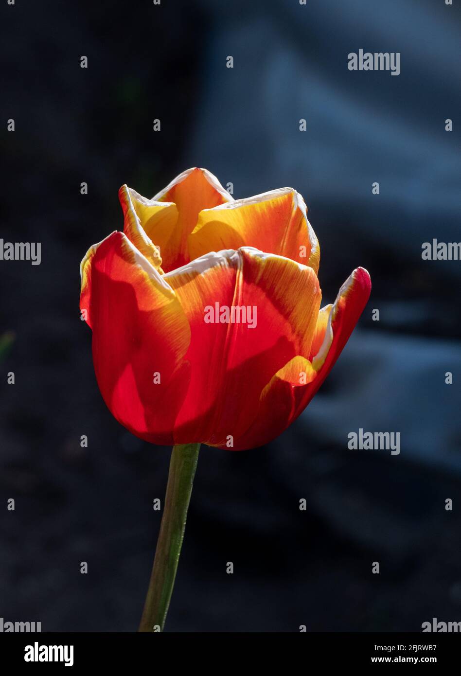 Makrobilder einer Tulpe im englischen Frühling, rote Blütenblätter mit gelben Spitzen, enge Schärfentiefe. Stockfoto