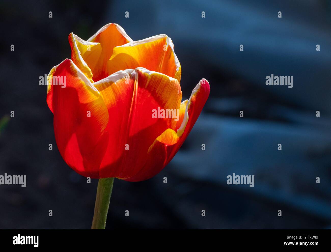 Makrobilder einer Tulpe im englischen Frühling, rote Blütenblätter mit gelben Spitzen, enge Schärfentiefe. Stockfoto