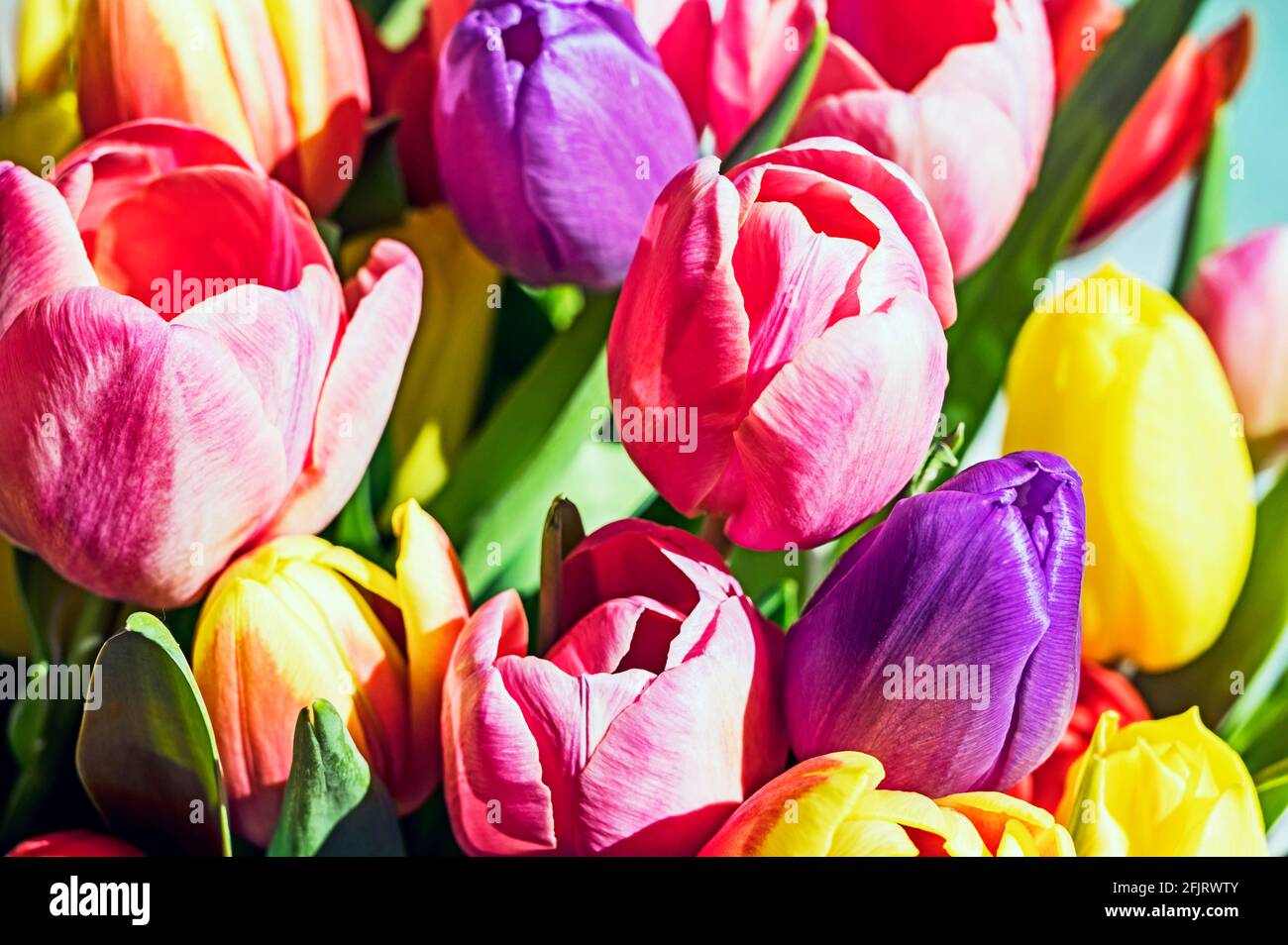 Bunte Tulpen; gebüschter Tulpenstraß Stockfoto
